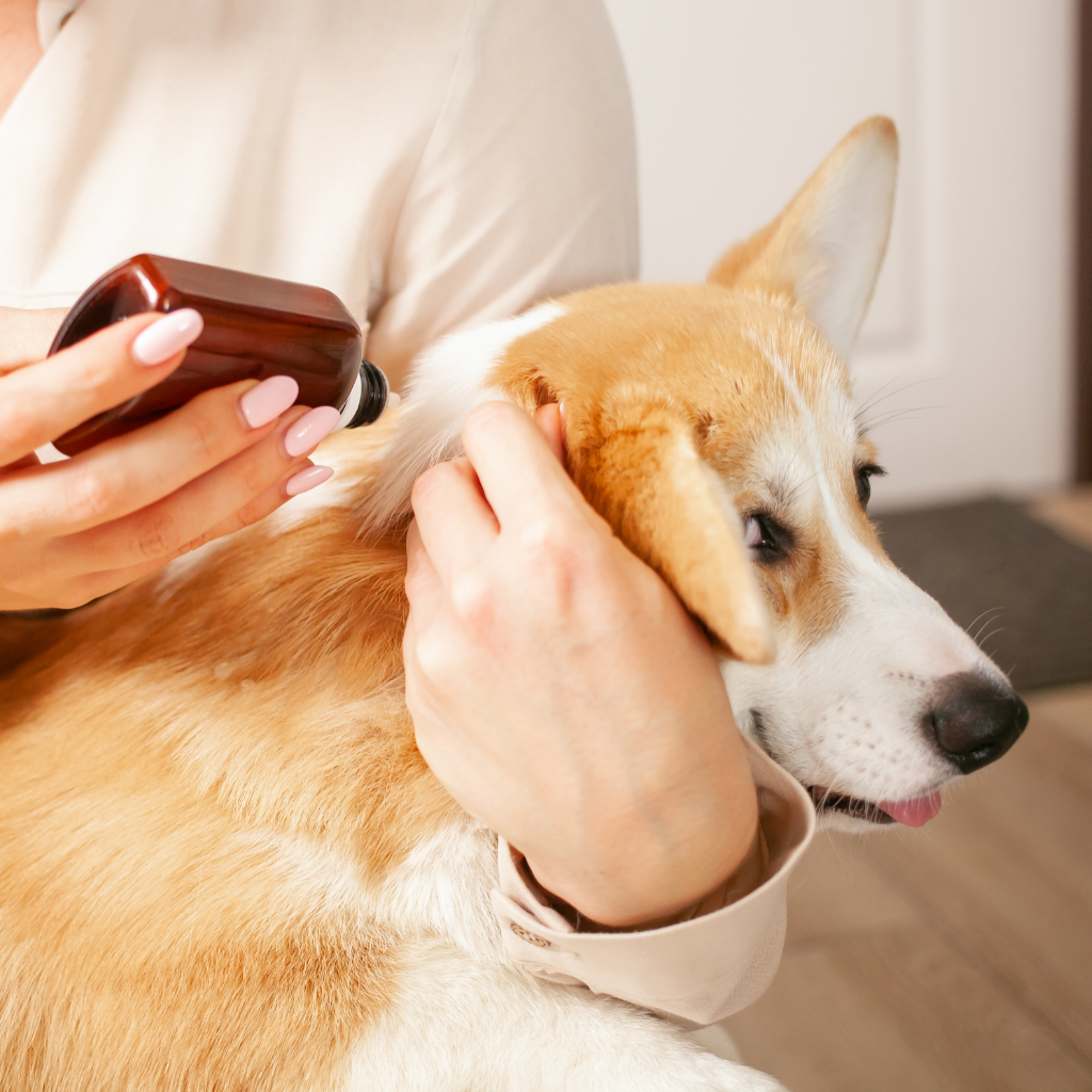 Flea Treatment In Dogs