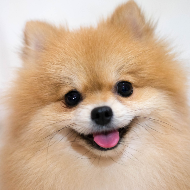 How Long Does It Take For A Pomeranian To Get Fluffy