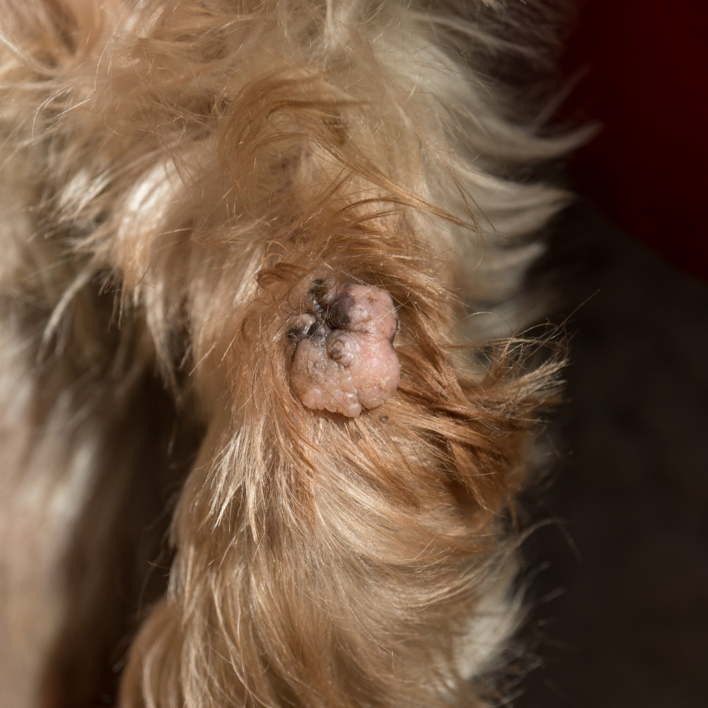 How to get rid of dog warts