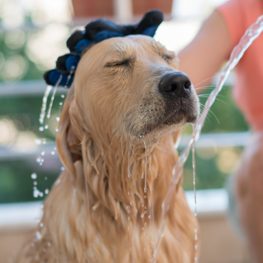 The 10 best shampoos for dogs with fleas