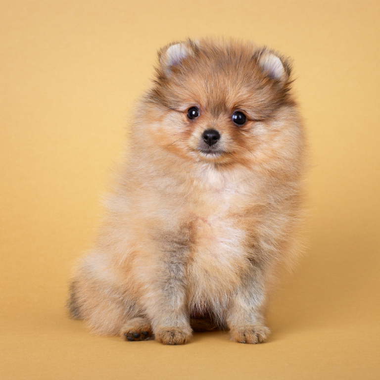 What Is A Purebred Pomeranian