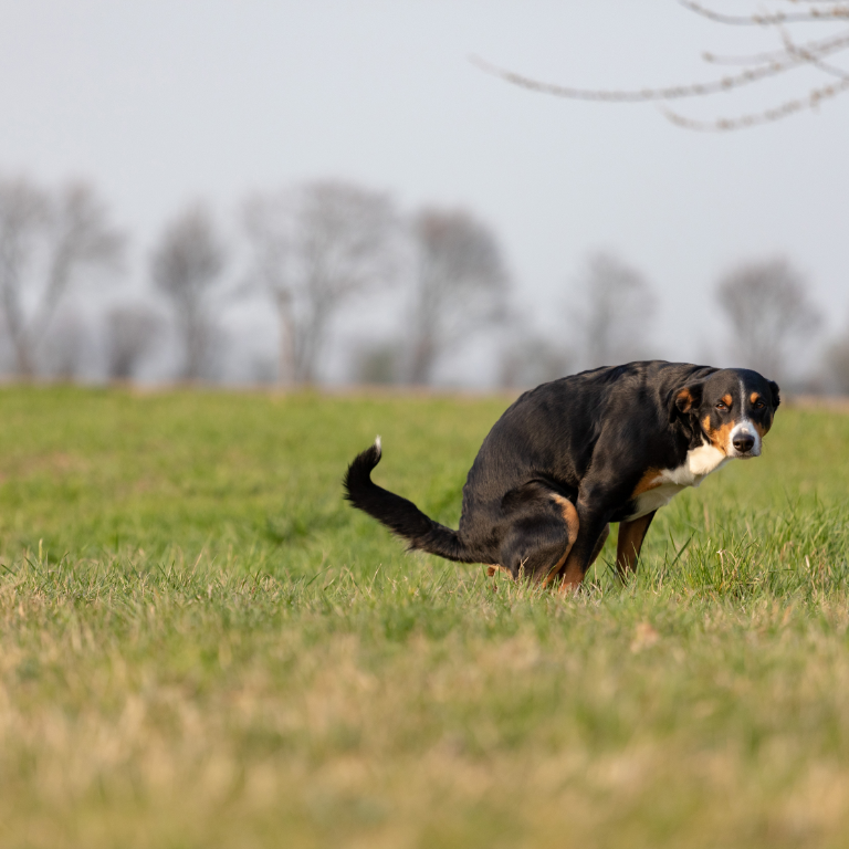 What causes colitis in dogs