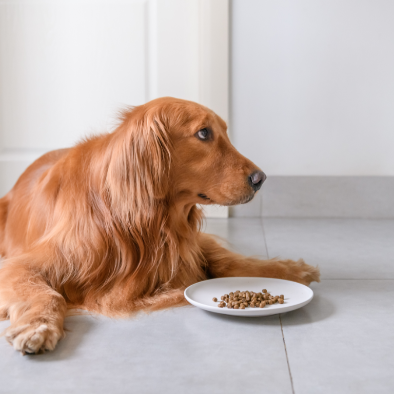 What is the treatment for colitis in dogs