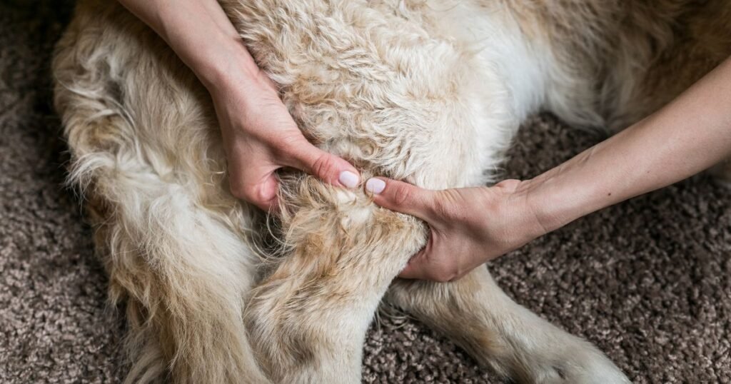 Dog receiving a massage for hip dysplasia