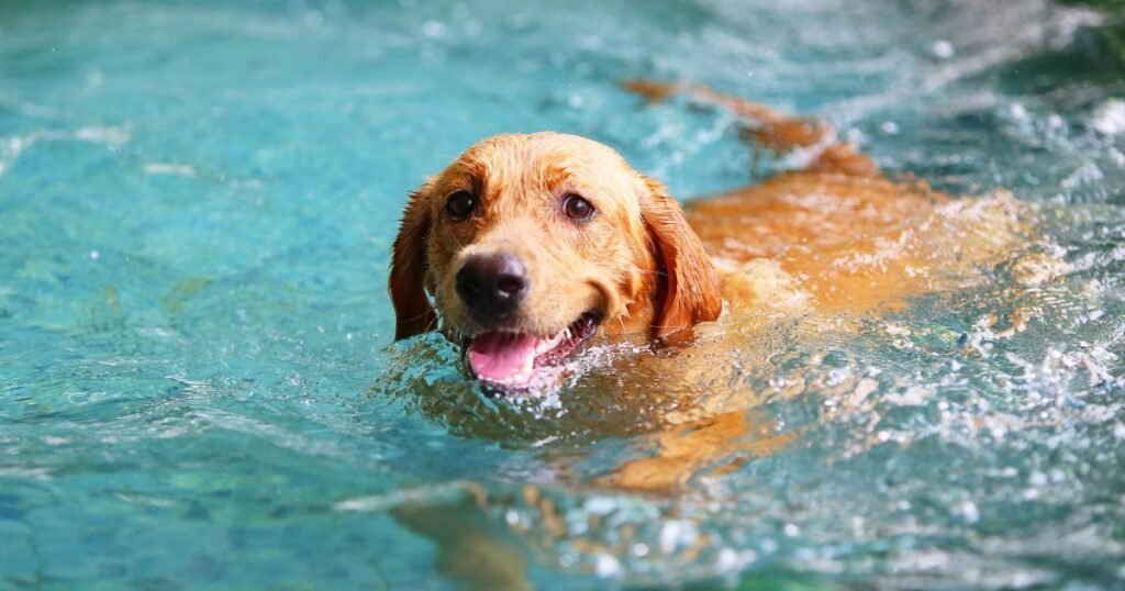 Hydrotherapy for dog with hip dysplasia