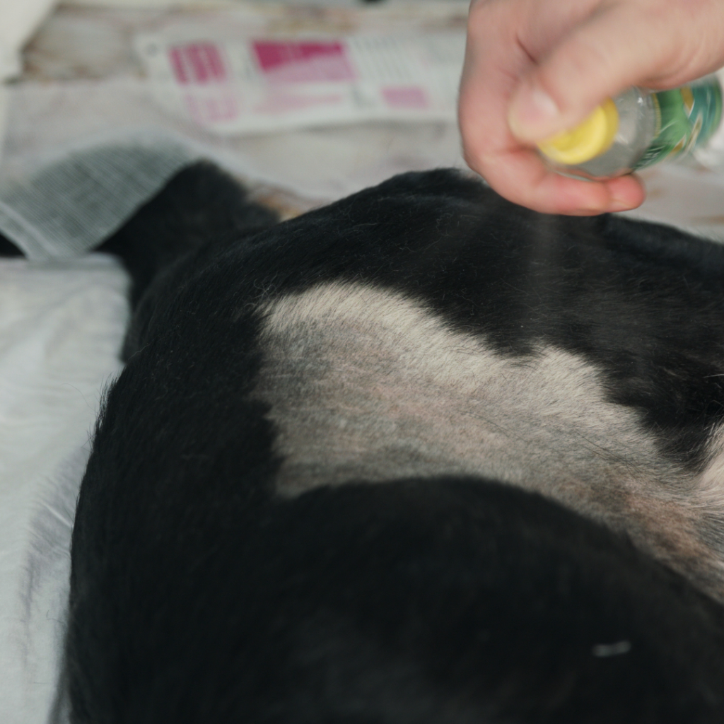 A female dog being spayed