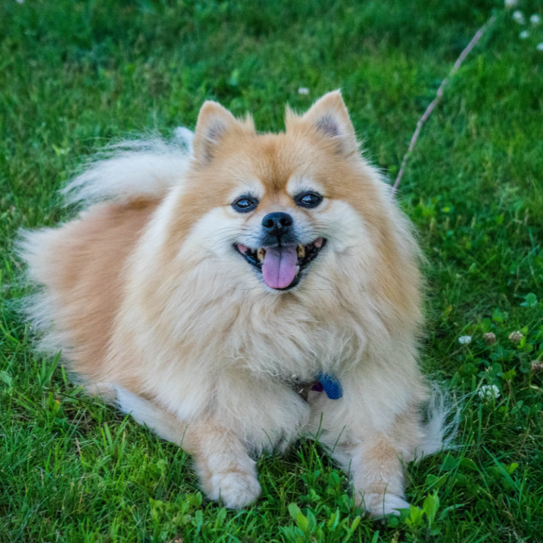 At What Age Do Pomeranians Get Their Full Coat