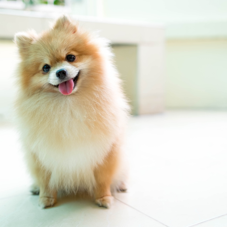 Common causes of Pomeranian coughing cover