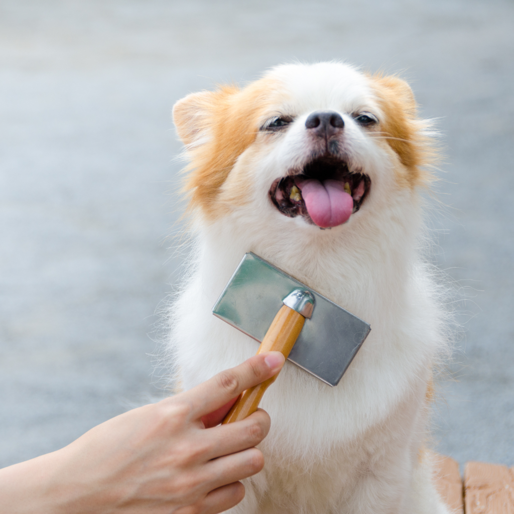 Dog with a flea brush