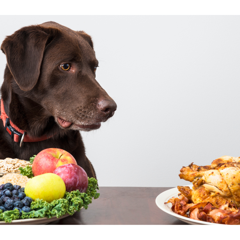 How To Treat IBS In Dogs