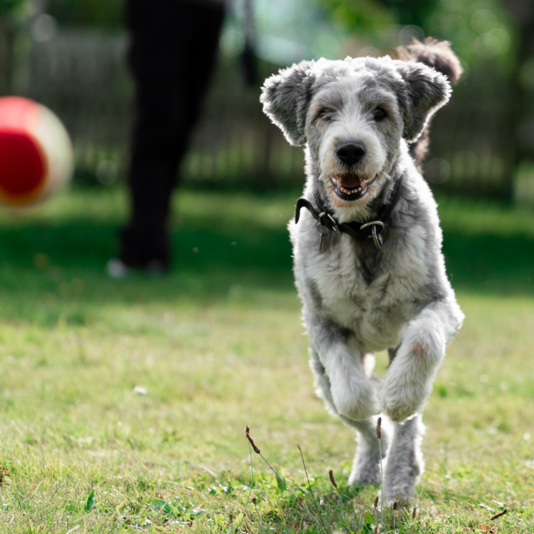 The 7 best long range wireless dog fences