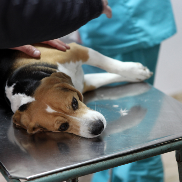 Treating internal bleeding in dogs