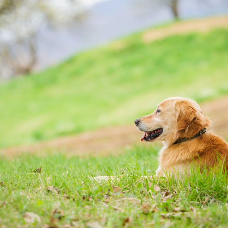 What is the range on a wireless dog fence?