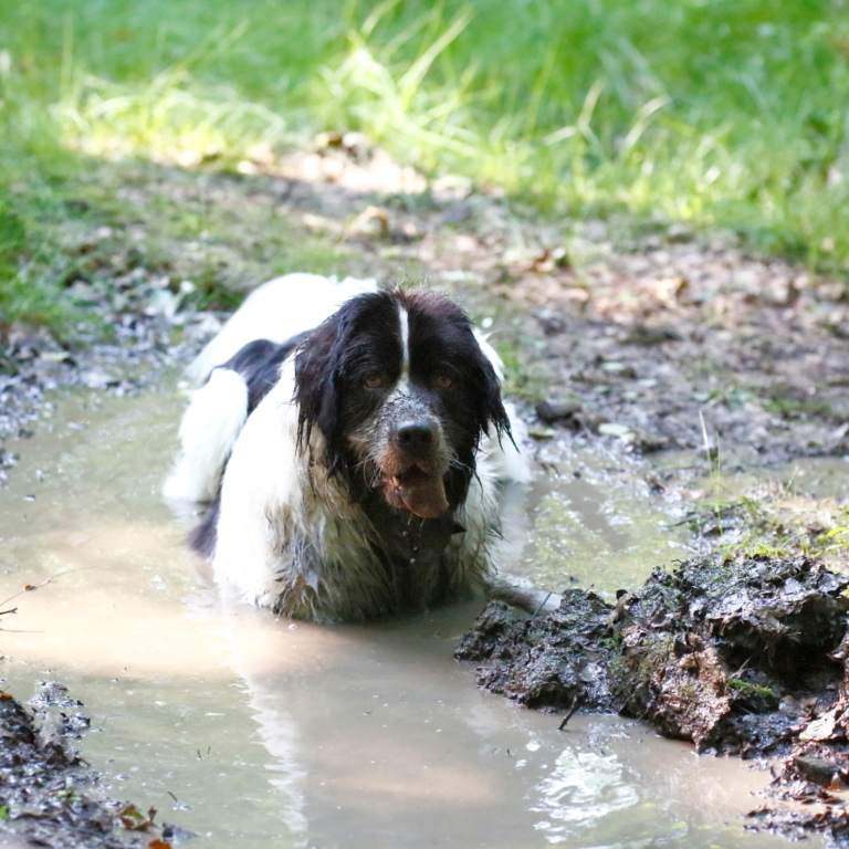 Wireless Dog fence works in all weathers