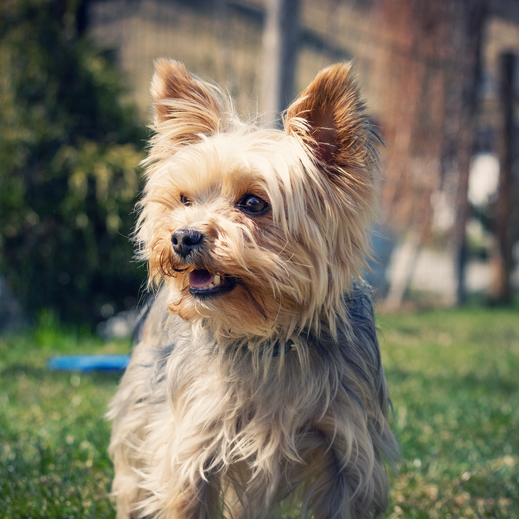 Yorkies Don’t Shed a Lot, But their Hair Can Still Fall Out