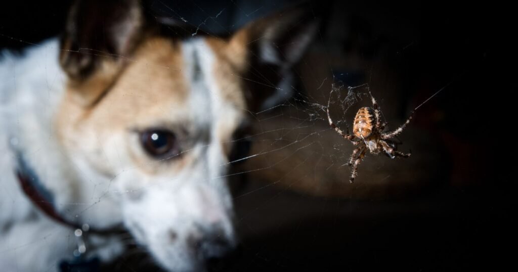 Can a black widow spider kill a dog