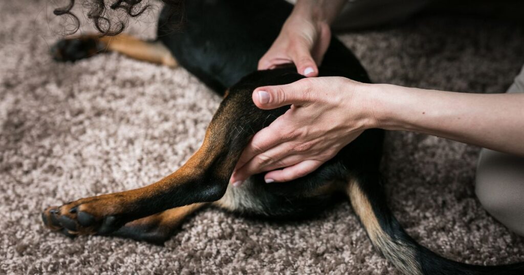 Flexibility training for dog with hip dysplasia