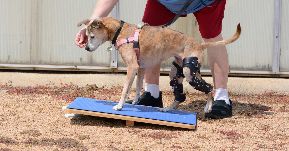 Hip Dysplasia In Dogs therapy