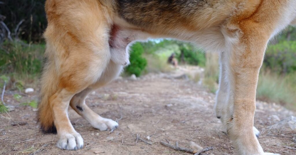 Hip Dysplasia in dogs