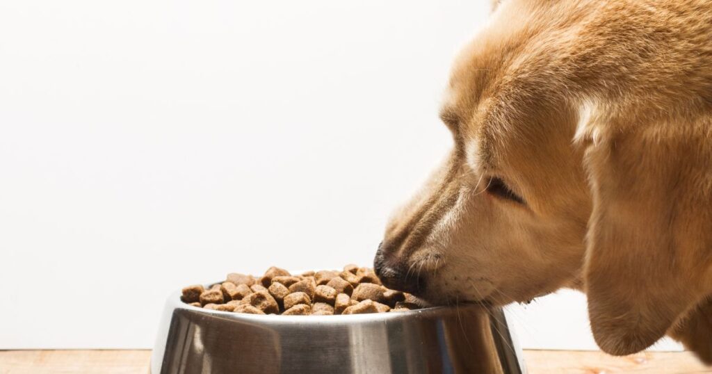 what food is good for dogs with hip dysplasia