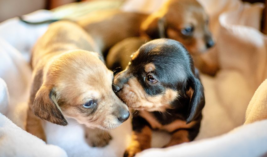 Is It Common To Lose Puppies In A Litter