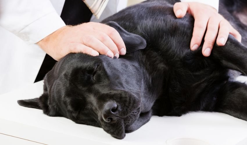 pregnant dog experiencing symptoms of puppy death in womb