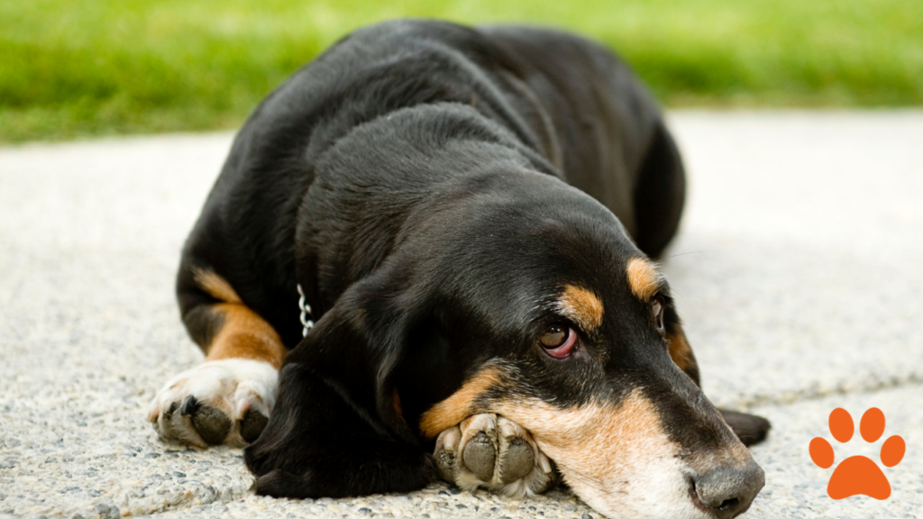 A Basset Hound laid on the ground outside