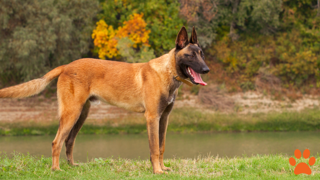 A Belgian Malinois is considered a healthy dog breed