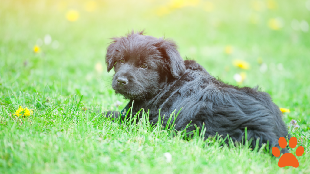 A Bergamasco sheepdog sat on the grass