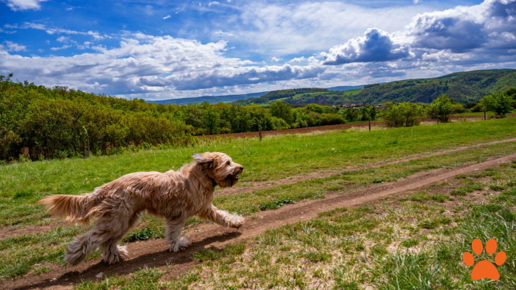 A Briard with a fluffy coat running in the countryside
