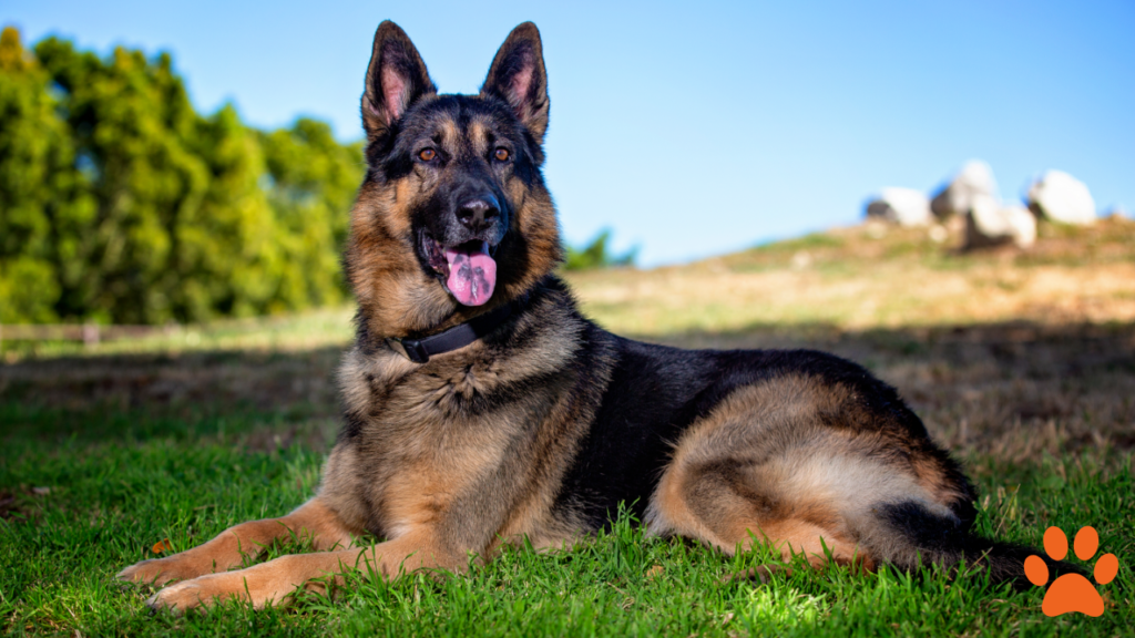A German Shepherd Guard Dog sat on the grass