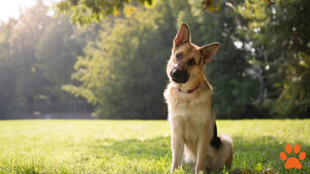 A German Shepherd as a healthy large dog breed