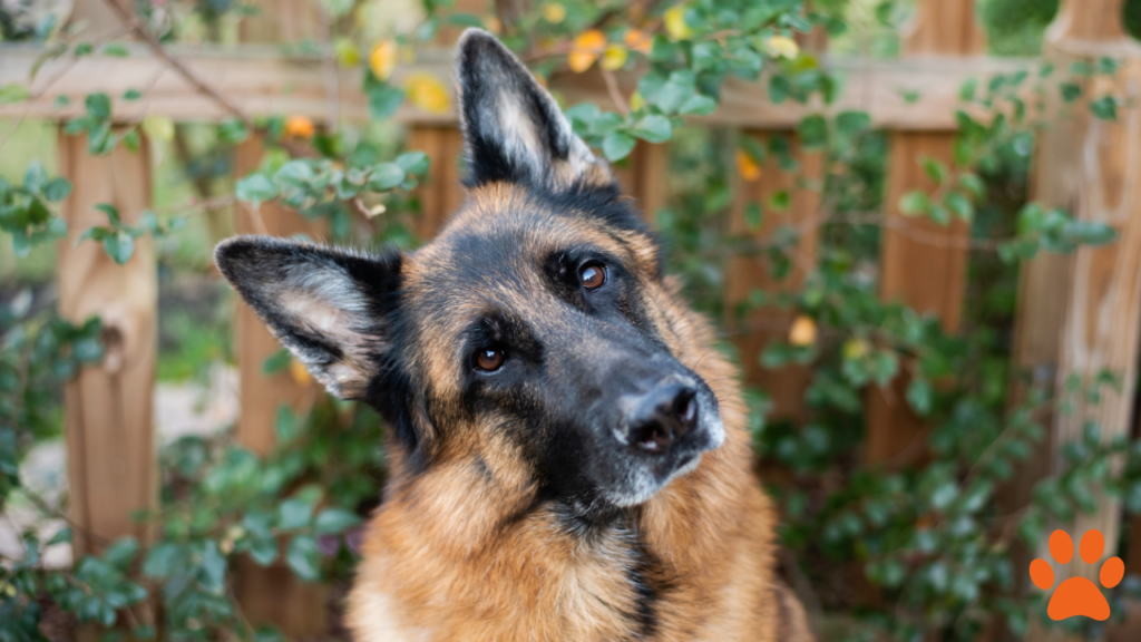 A German Shepherd is a perfect dog for a first time owner