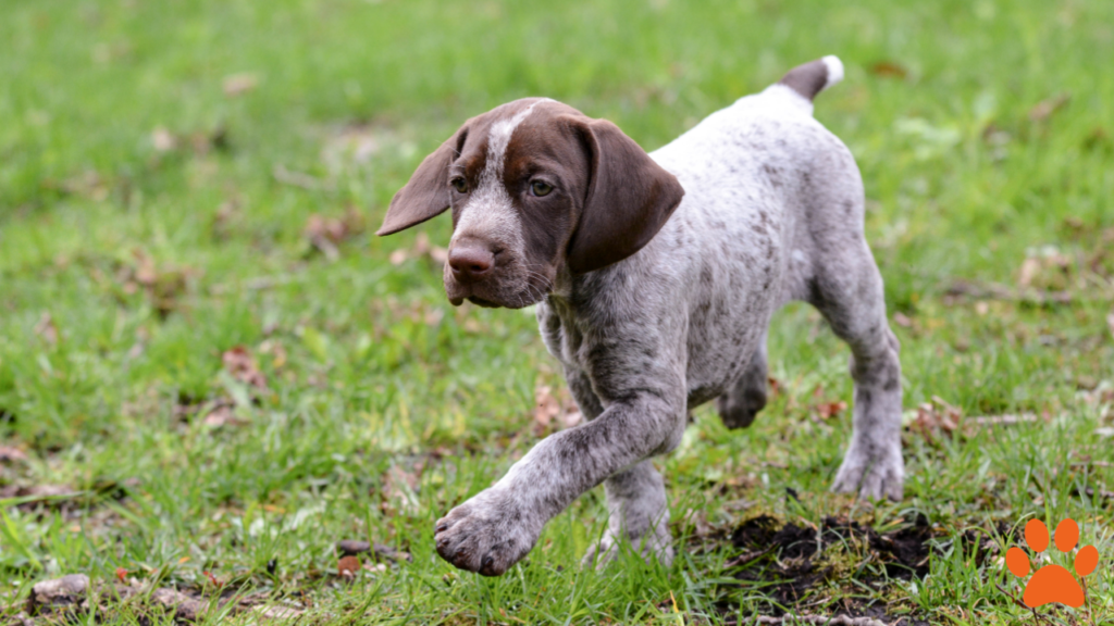 A German Shorthaired Pointer as a health conscious dog breed