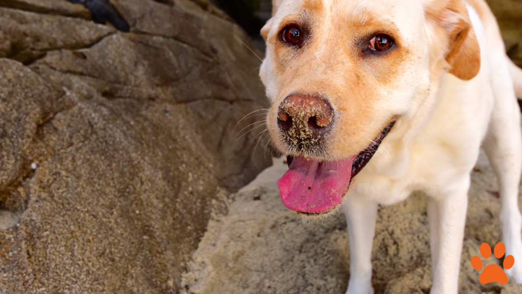 A Golden Labrador Retriever with sand on his nose.