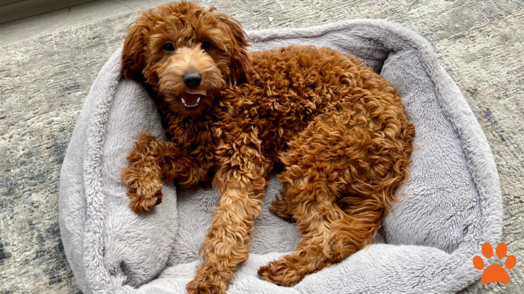 A Goldendoodle sat in a dog bed