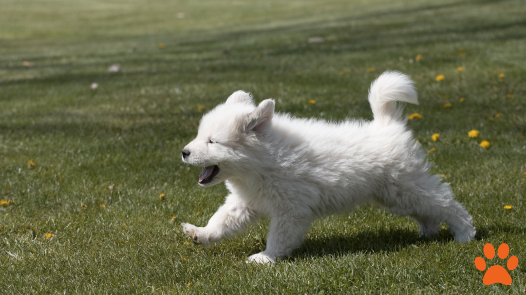 A Great Pyrenees puppy running in a field