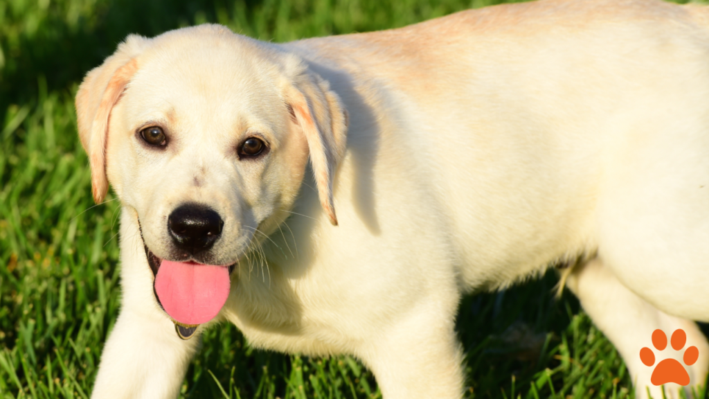 A Labrador retriever is a great choice for first time owners