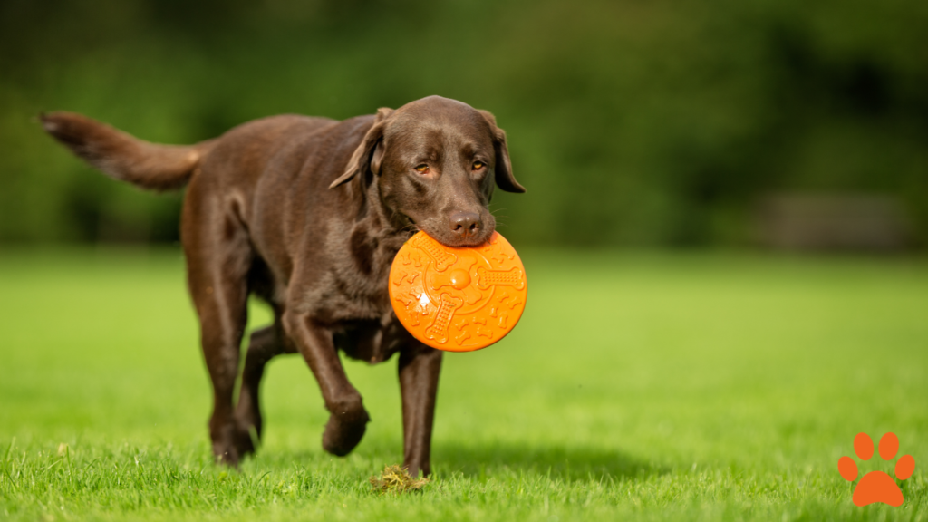 A Labrador retriever playing with a frisbee