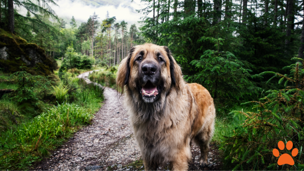 A Leonberger in the forest