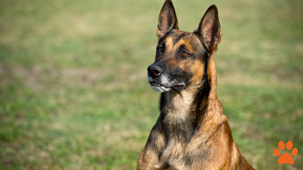 A Long Living dog breed - the belgian malinois