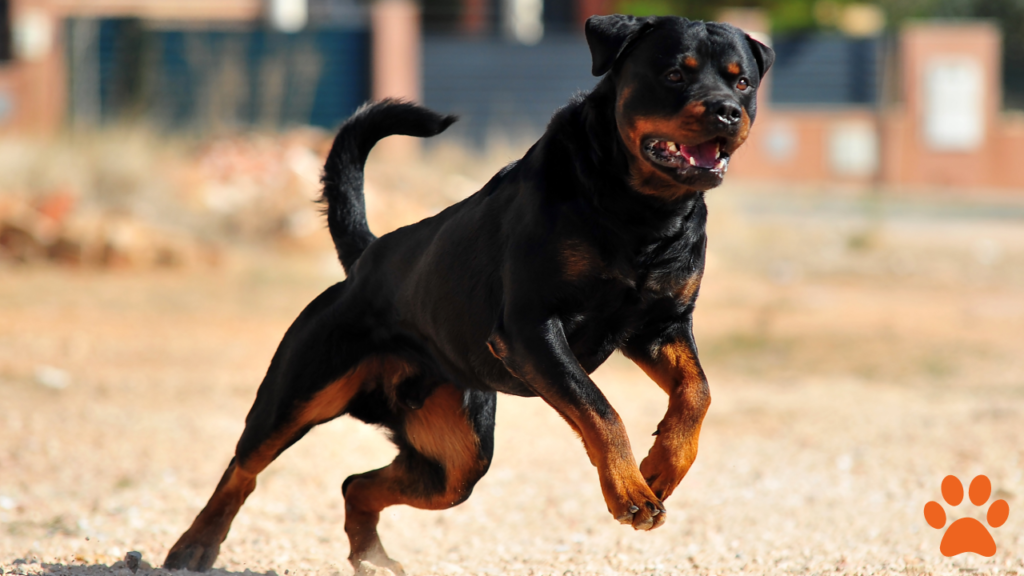 A Rottweiler makes a great family protection dog