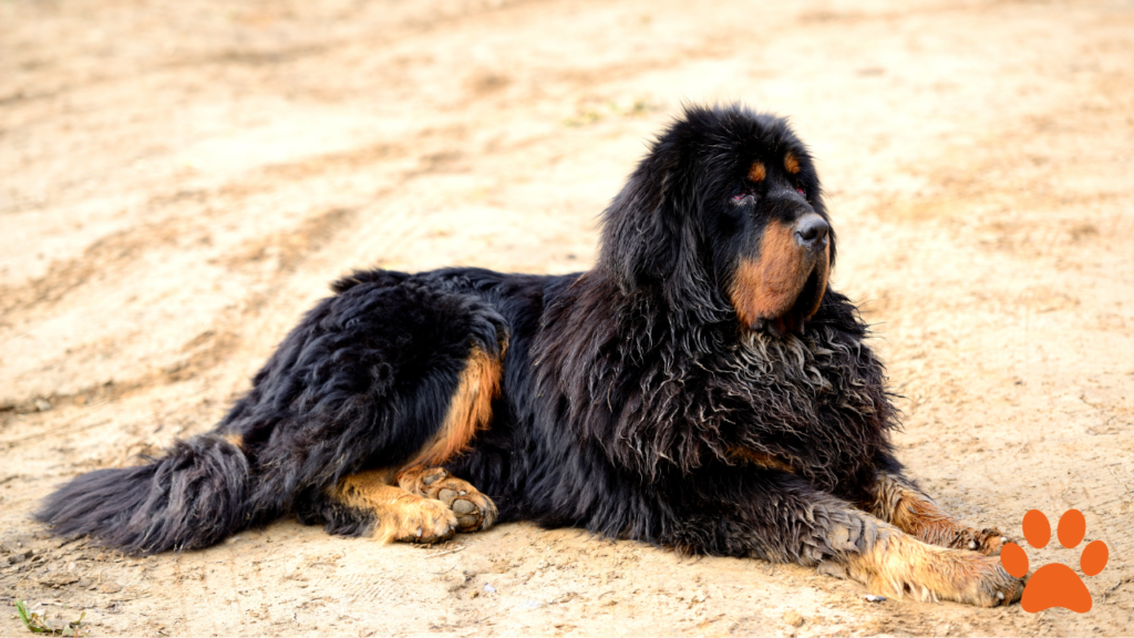 A Tibetan Mastiff is a low energy dog breed, sat on the floor