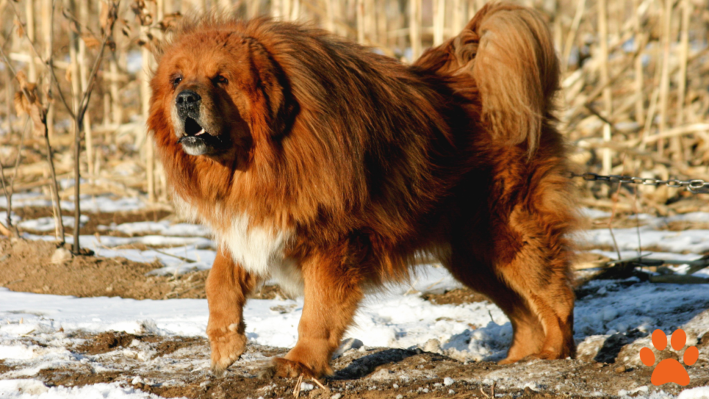 A Tibetan Mastiff with its natural protective instincts