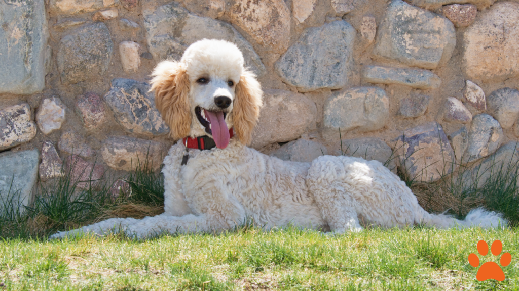 A White Standard Poodle sat on the grass outside