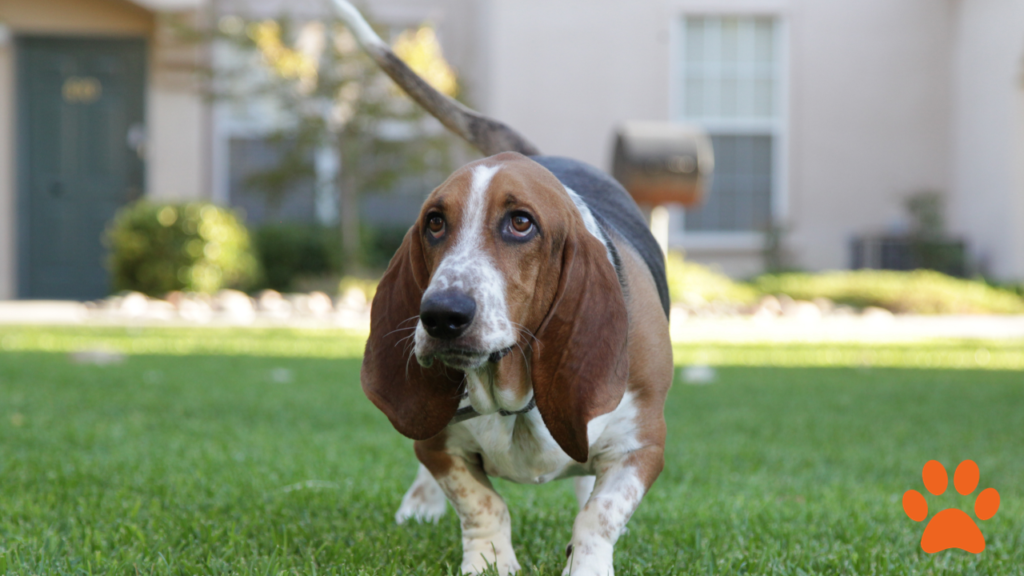 A bassett hound walking in the garden