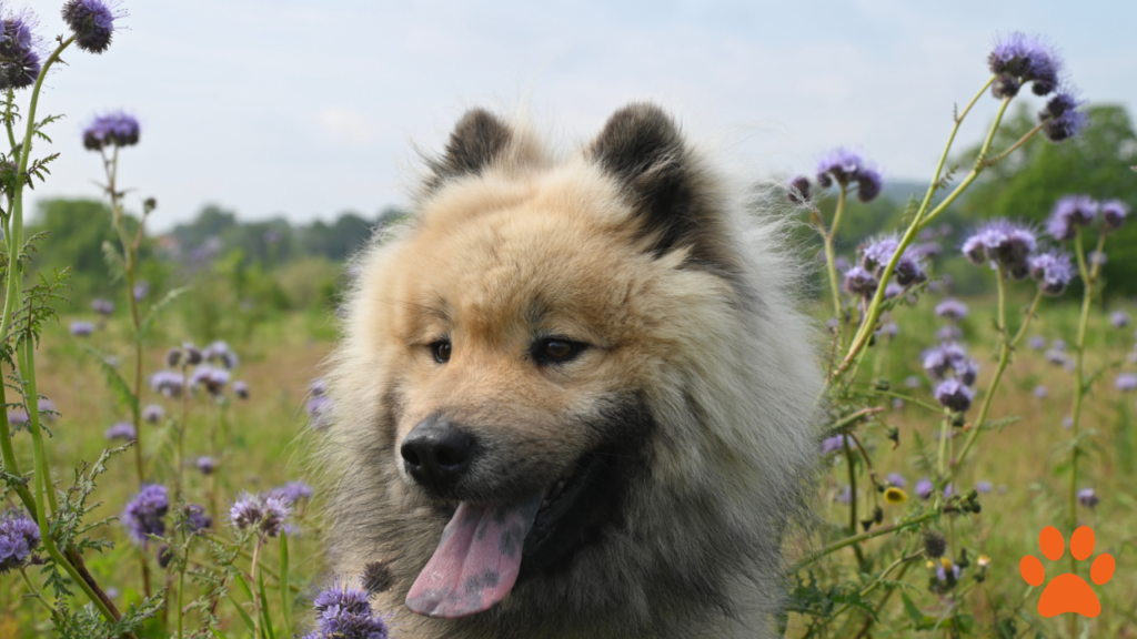 A fluffy Eurasier stood in a field
