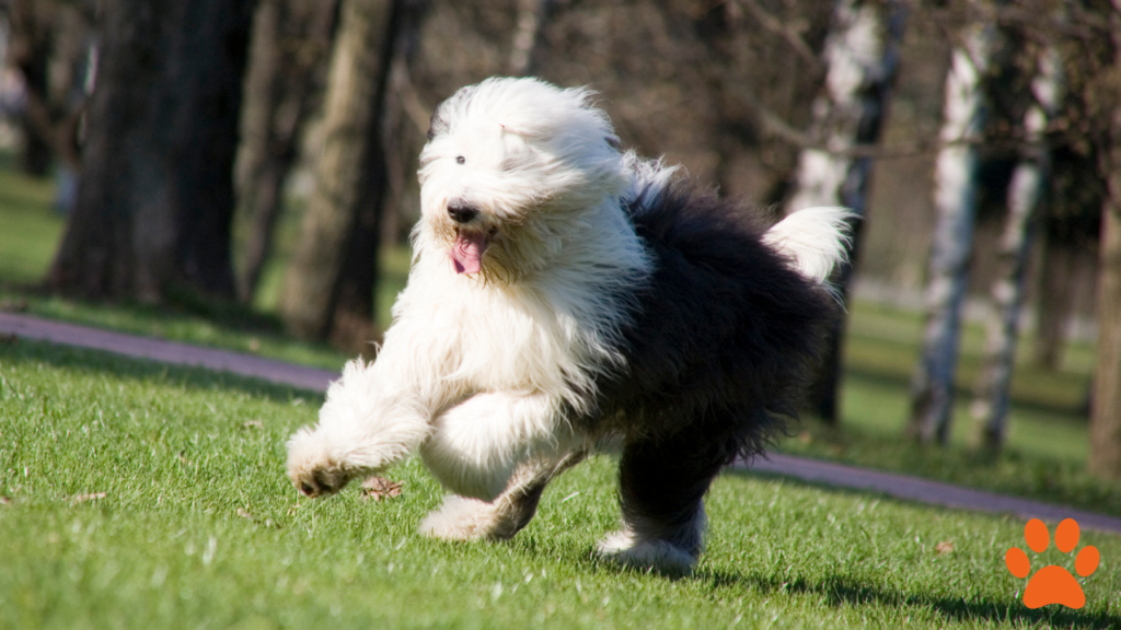 A fluffy Old English Sheepdog running in the park.