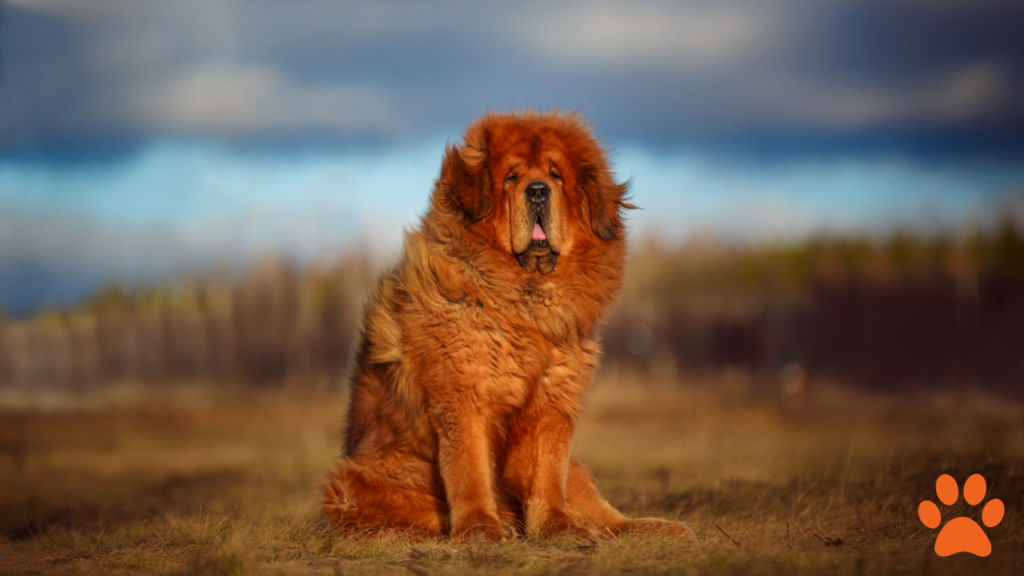 A fluffy Tibetan Mastiff