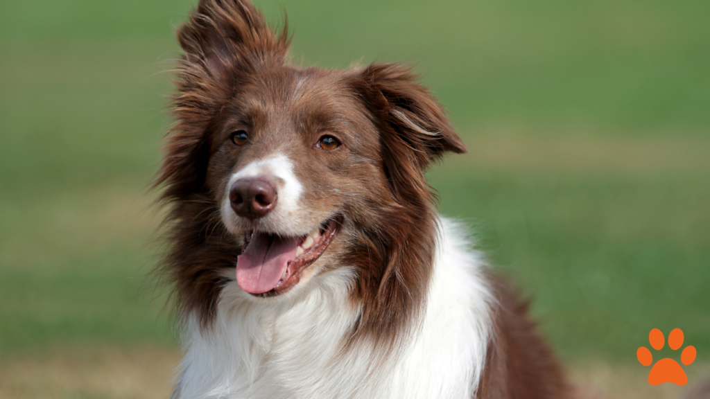 A fluffy brown and white border collie